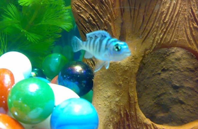freshwater fish - metriaclima lombardoi - kenyi cichlid stocking in 10 gallons tank - Blue Morph