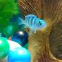 freshwater fish - metriaclima lombardoi - kenyi cichlid stocking in 10 gallons tank - Blue Morph