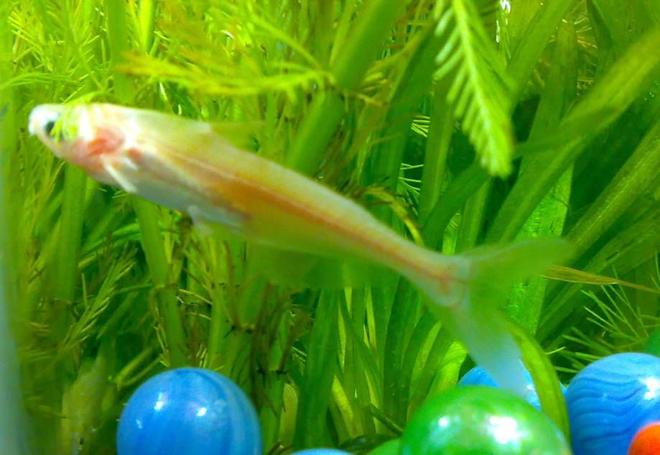 freshwater fish - epalzeorhynchos frenatus - albino rainbow shark stocking in 10 gallons tank - Albino Shark