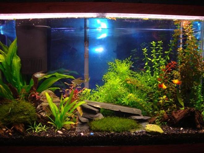 55 gallons planted tank (mostly live plants and fish) - Here is a full view of our aquarium as of June.  As you can see, the moss has created a nice carpet in front of the rock cave and developed nicely on the driftwood.  Also, the background plants have taken off nicely.  Let us know what you think.