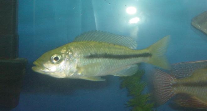 freshwater fish - dimidiochromis kiwinge stocking in 75 gallons tank - Dimidiochromis Kiwinge - Female