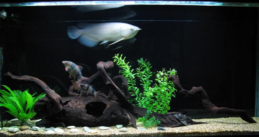 Rated #917: 220 Gallons Freshwater Fish Tank - Arowana and friends