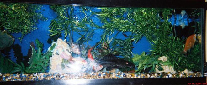 45 gallons freshwater fish tank (mostly fish and non-living decorations) - ok