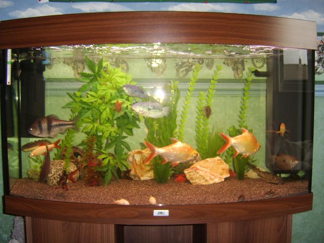 180 gallons freshwater fish tank (mostly fish and non-living decorations) - juwel vision 180
