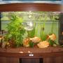 180 gallons freshwater fish tank (mostly fish and non-living decorations) - juwel vision 180