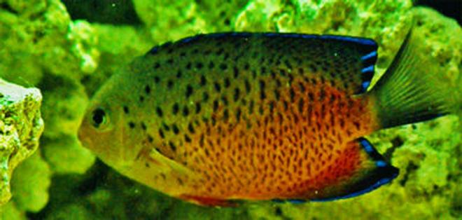 saltwater fish - centropyge ferrugatus - rusty angelfish stocking in 55 gallons tank - This is a Rusty Angelfish that resides in a 55 gallon saltwater aquarium. His name is Gizmo.