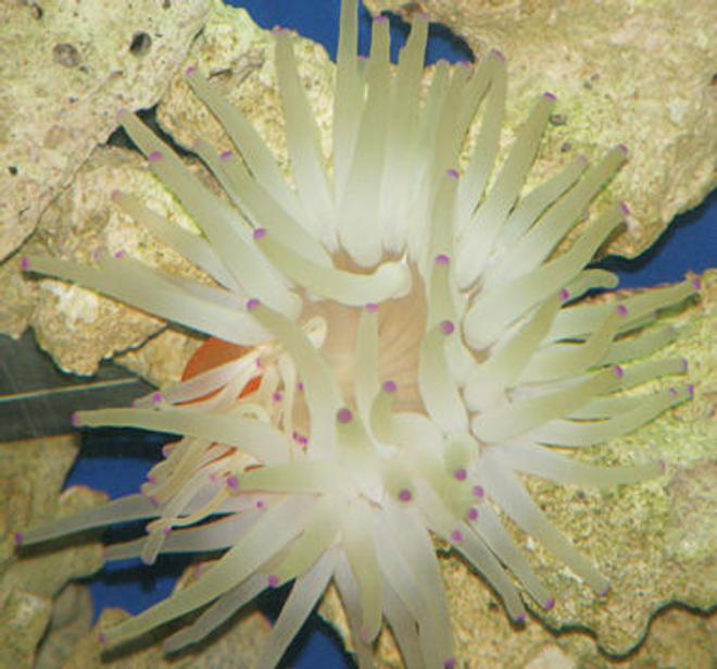 corals inverts - condylactis gigantea - condy anemone stocking in 55 gallons tank - This is a picture of my anemone. I believe it is a Haitian Reef Anemone. Enjoy!
