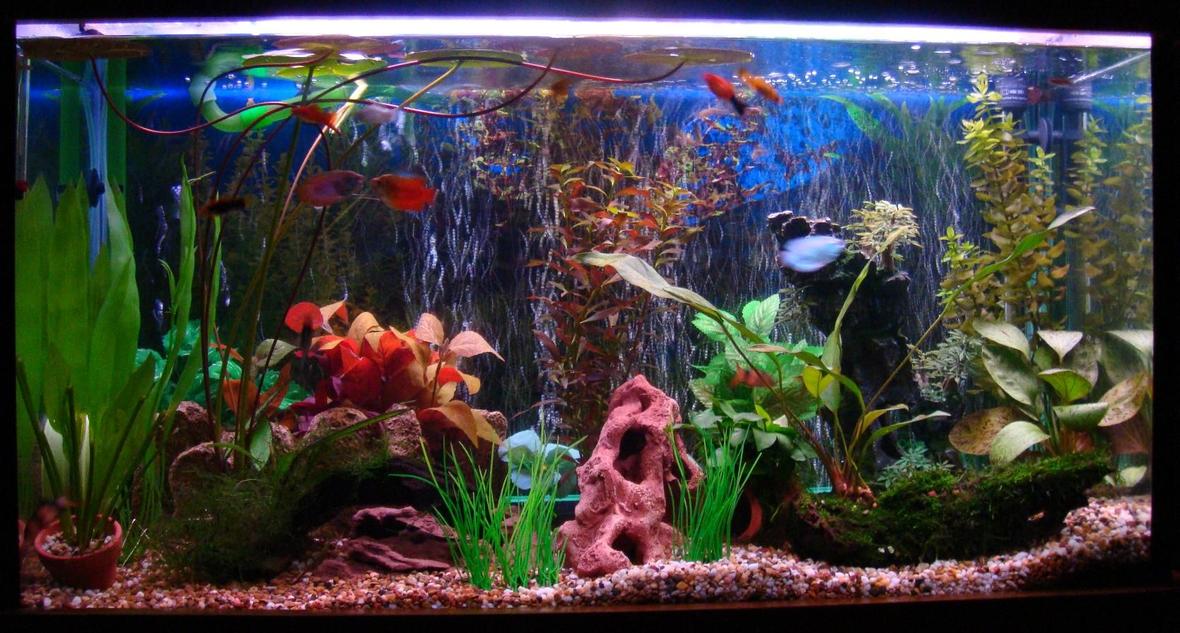 42 gallons freshwater fish tank (mostly fish and non-living decorations) - 42 gallon tank