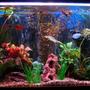 42 gallons freshwater fish tank (mostly fish and non-living decorations) - 42 gallon tank