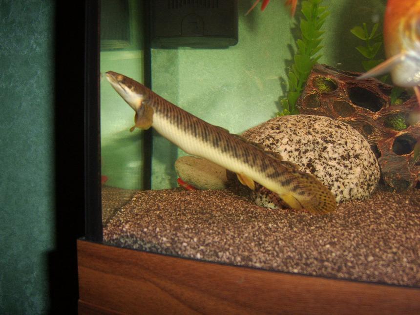 Rated #78: Freshwater Fish - Polypterus Senegalus - Cuvier Bichir Stocking In 180 Gallons Tank - cuvier Bichir