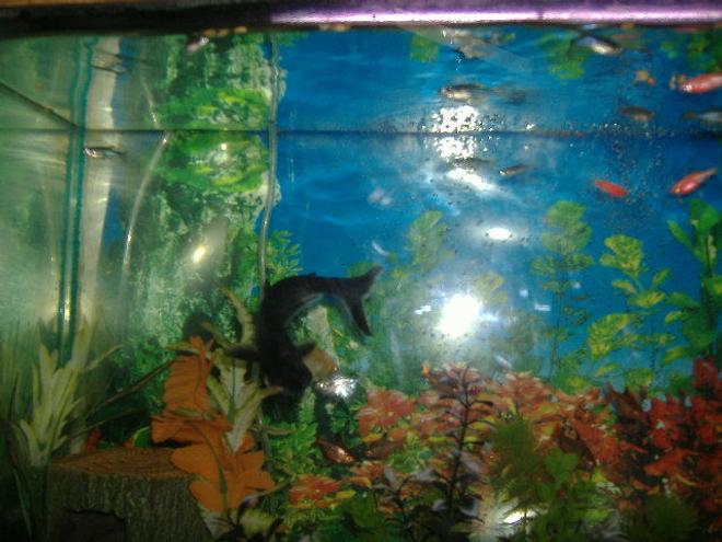 30 gallons freshwater fish tank (mostly fish and non-living decorations) - shark