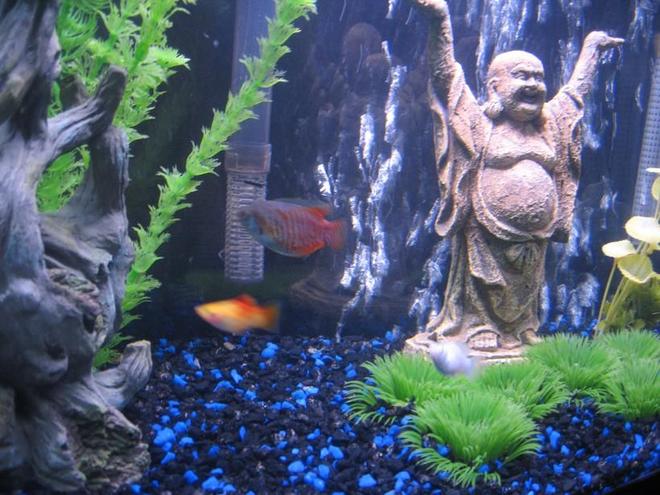 55 gallons freshwater fish tank (mostly fish and non-living decorations) - close up of buddha statue