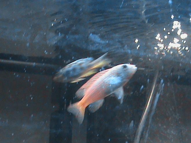 freshwater fish - pseudotropheus estherae - red zebra cichlid stocking in 29 gallons tank - red zebra chiclid. in my new chiclid tank.