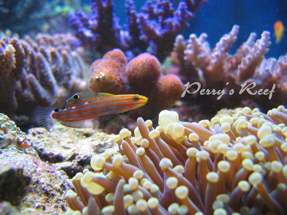 saltwater fish - amblygobius rainfordi - court jester goby stocking in 100 gallons tank - Amblygobius rainfordi