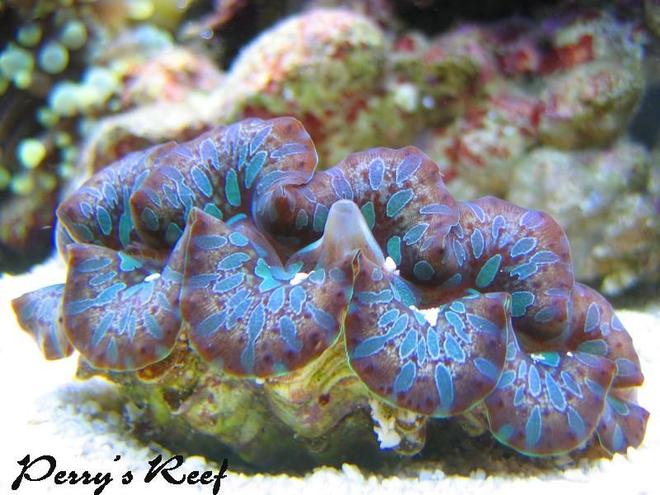 corals inverts - tridacna maxima - maxima clam - super colored stocking in 100 gallons tank - tridacna