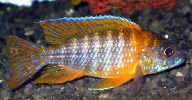 freshwater fish - aulonocara rubescens - ruby red peacock stocking in 75 gallons tank - 3inch german red peacock