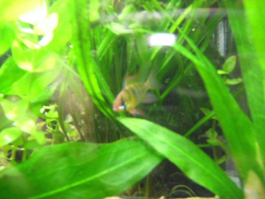 Rated #2334: Freshwater Fish - Papiliochromis Ramirezi - German Blue Ram Stocking In 55 Gallons Tank - My male German Blue, will get a better picture but he wanted to be online sooner than later