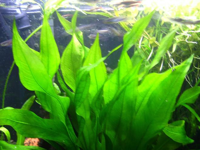 55 gallons planted tank (mostly live plants and fish) - My large Amazon Sword. Biggest specimen I've had, beautiful color and great leaves