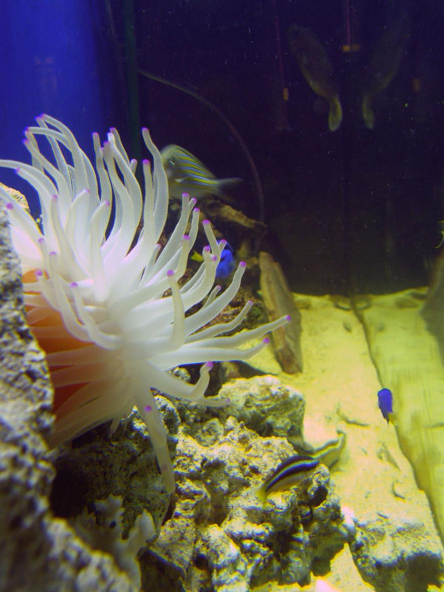 Rated #34: Corals Inverts - Condylactis Gigantea - Condy Anemone Stocking In 55 Gallons Tank - Left side view.