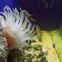 corals inverts - condylactis gigantea - condy anemone stocking in 55 gallons tank - Left side view.