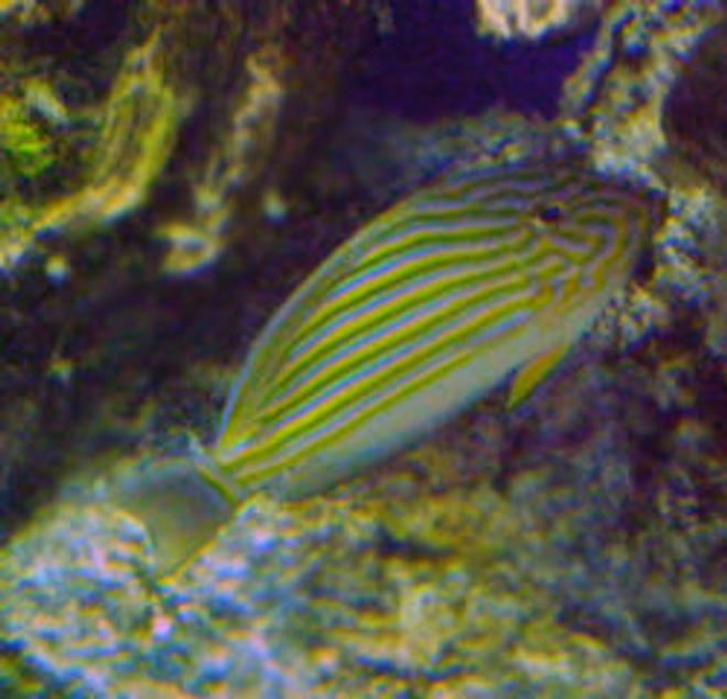 saltwater fish - acanthurus lineatus - clown tang stocking in 55 gallons tank - My little Clown Tang