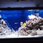 90 gallons reef tank (mostly live coral and fish) - This is my 90G Tank going on almost 2years !!