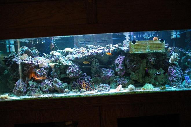 180 gallons reef tank (mostly live coral and fish) - .