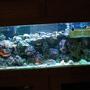 180 gallons reef tank (mostly live coral and fish) - .