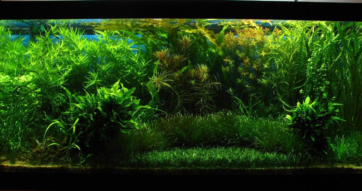 120 gallons planted tank (mostly live plants and fish) - My 460l planted tank. Lighting, 3x150w HQI 6000k, filtration, 2x1200l/h Jebo 809, fertilization Dennerle line. Ph 6.50 with CO2 controller, heating cables with temp controller all by Dennerle. Temperature 26 deg Celsius mantained with a Jebo chiller.