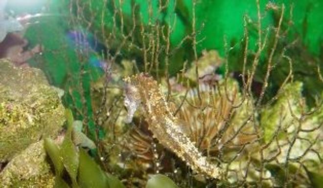 corals inverts stocking in 65 gallons tank - Jade
5 months