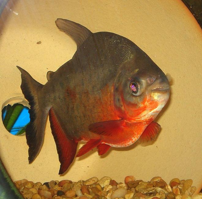 freshwater fish - piaractus brachypomum - red belly pacu stocking in 75 gallons tank - Pacu is now 7-8" long and loves to eat unsalted peanuts...