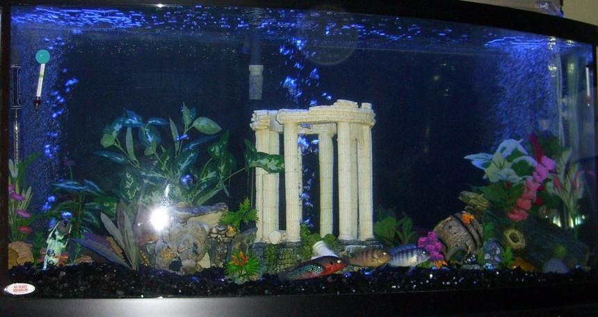Rated #3290: 72 Gallons Freshwater Fish Tank - my tank