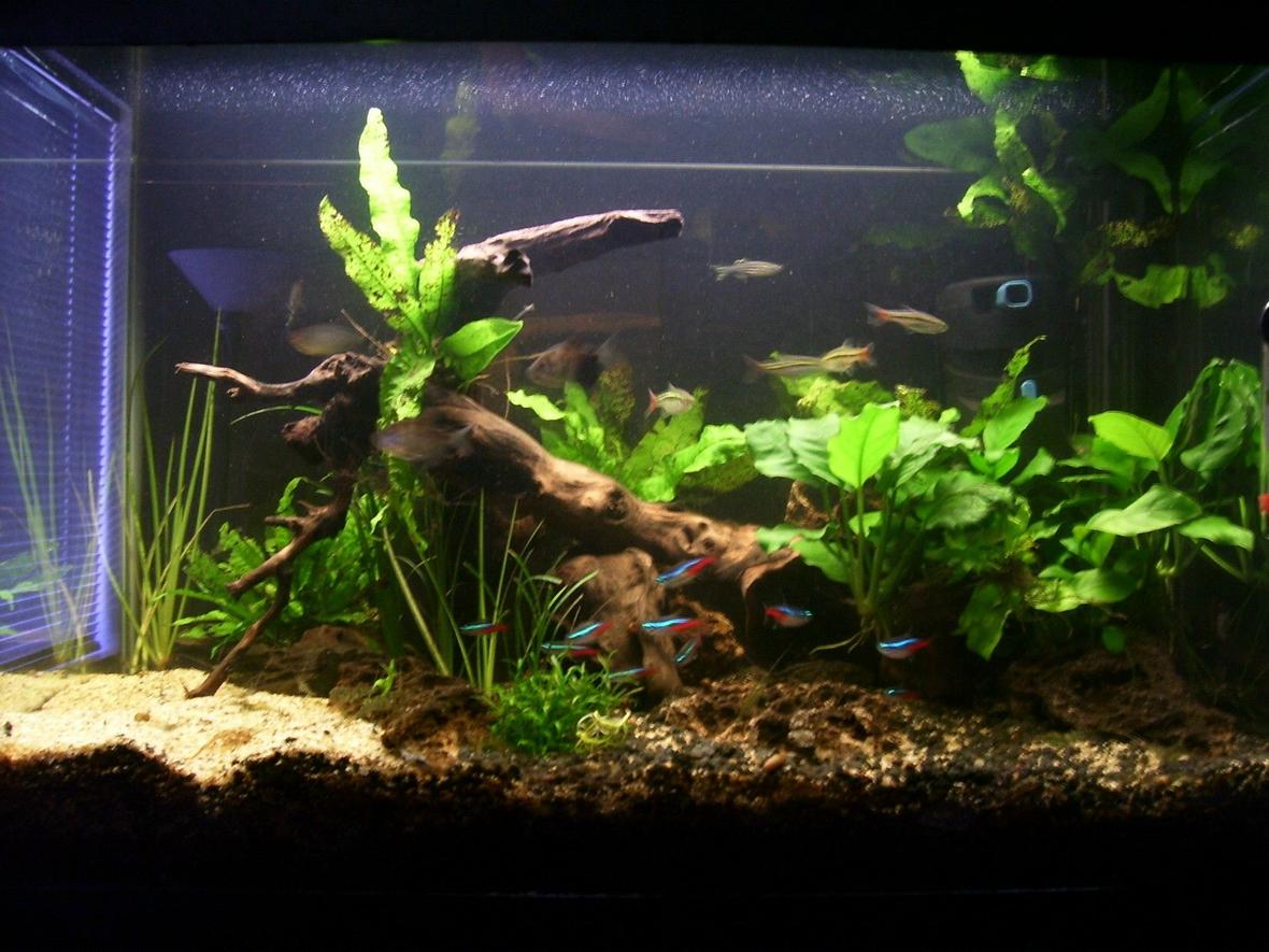 20 gallons planted tank (mostly live plants and fish) - picture of my tank
