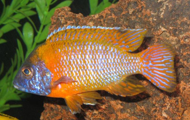 freshwater fish - aulonocara rubescens - ruby red peacock stocking in 75 gallons tank - Aulonocara Rubescens Ruby Red Peacock