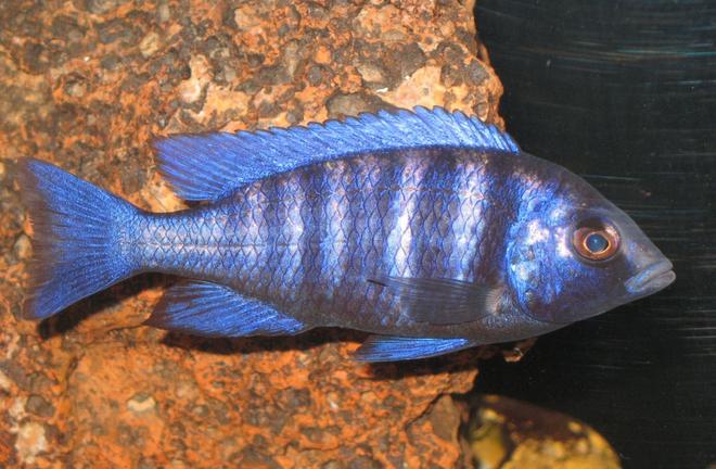 freshwater fish - sciaenochromis fryeri - electric blue hap stocking in 75 gallons tank - SCIAENOCHROMIS FRYERI (ELECTRIC BLUE HAP CICHLID)