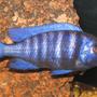freshwater fish - sciaenochromis fryeri - electric blue hap stocking in 75 gallons tank - SCIAENOCHROMIS FRYERI (ELECTRIC BLUE HAP CICHLID)