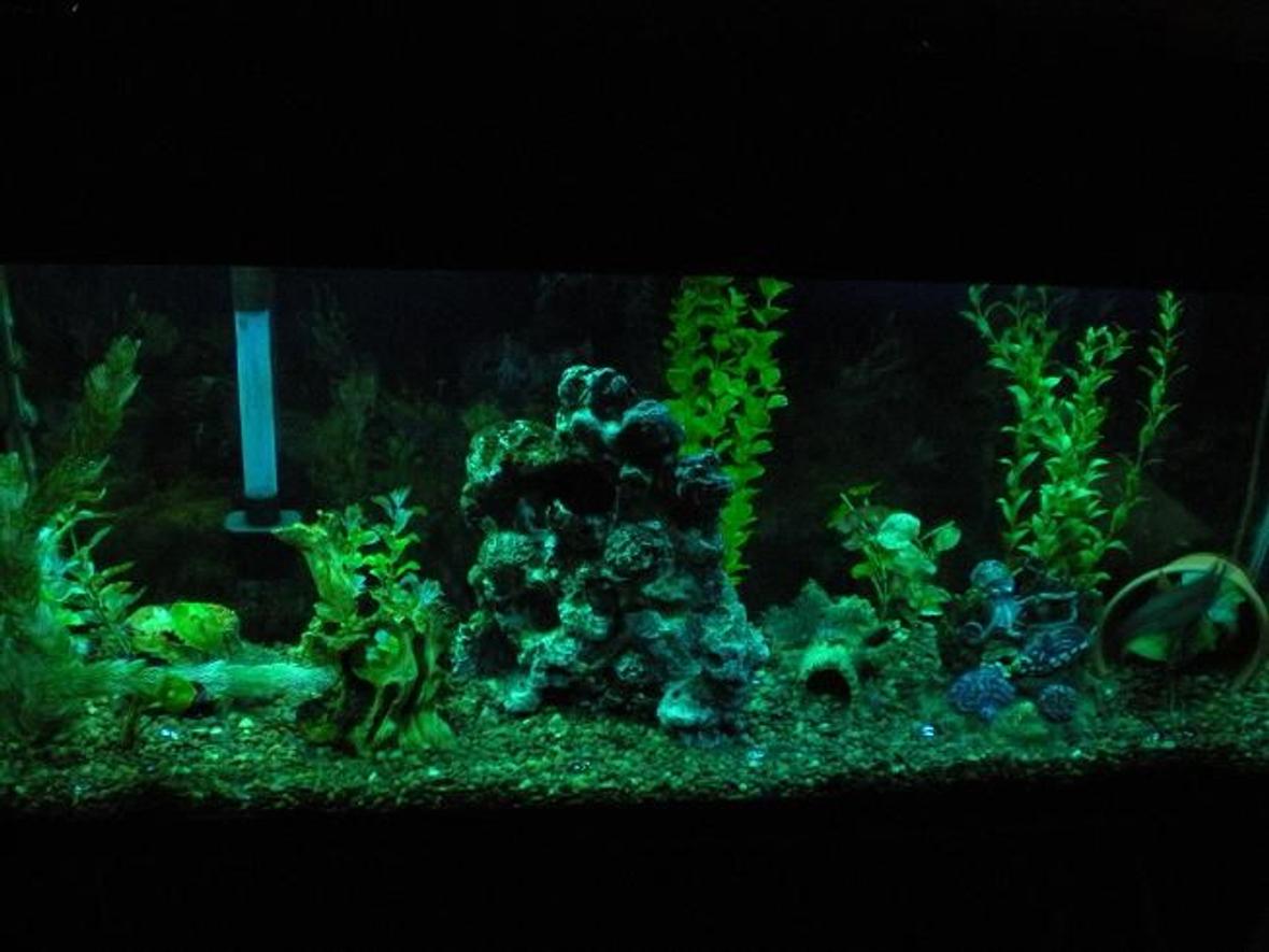 55 gallons planted tank (mostly live plants and fish) - cichlid tank 4