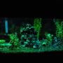 55 gallons planted tank (mostly live plants and fish) - cichlid tank 4