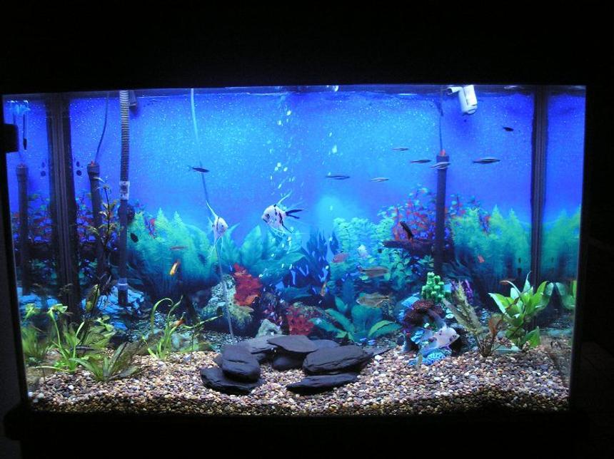 Rated #2555: 110 Gallons Freshwater Fish Tank - Tank with new lighting  GLO double light high output Linear florecent lighting system