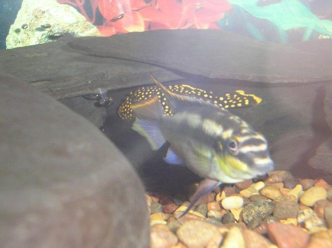 freshwater fish - pelvicachromis pulcher - kribensis cichlid stocking in 110 gallons tank - Kribensis and Gold Plecostomous