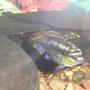 freshwater fish - pelvicachromis pulcher - kribensis cichlid stocking in 110 gallons tank - Kribensis and Gold Plecostomous