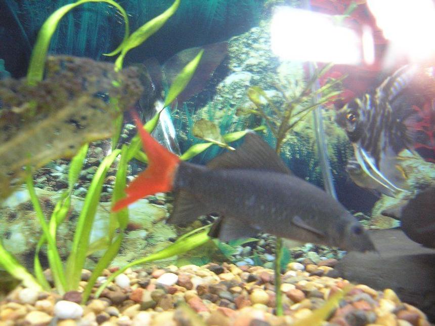Rated #1593: Freshwater Fish - Epalzeorhynchos Bicolor - Redtail Shark Stocking In 110 Gallons Tank - Red Tail Shark , Black marble Angel