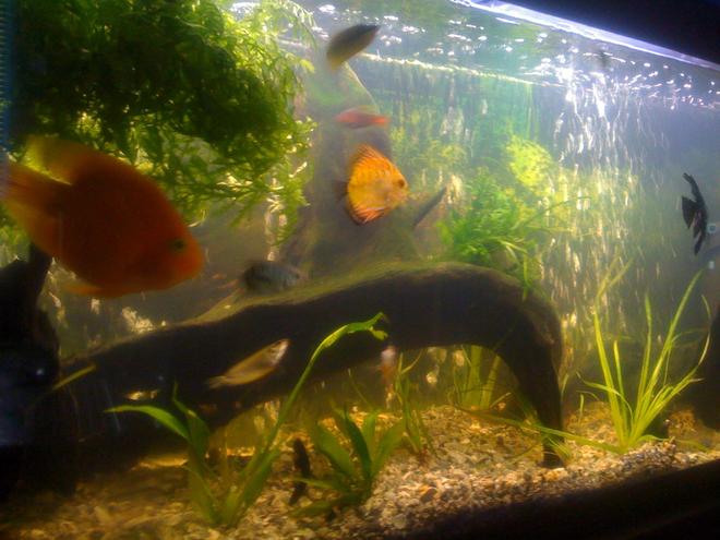 55 gallons freshwater fish tank (mostly fish and non-living decorations) - tank