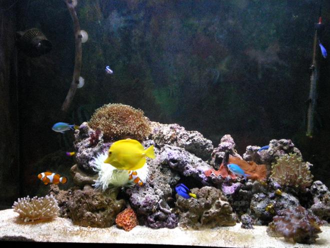 90 gallons reef tank (mostly live coral and fish) - My Reef Tank, I hope you like it!!