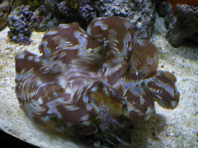 corals inverts - tridacna squamosa - squamosa clam stocking in 90 gallons tank - Squamosa Clam