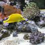 saltwater fish - zebrasoma flavescens - yellow tang - hawaii stocking in 90 gallons tank - Yellow Tang