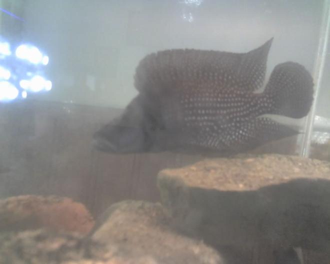 freshwater fish - altolamprologus calvus - calvus stocking in 60 gallons tank - this is my calvus