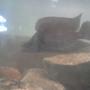 freshwater fish - altolamprologus calvus - calvus stocking in 60 gallons tank - this is my calvus
