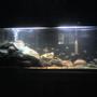 60 gallons freshwater fish tank (mostly fish and non-living decorations) - this is the 55 gal. that i just recieved
