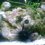 corals inverts - diadema setosum - longspine urchin, black stocking in 55 gallons tank - My Urchin, feeding off of my homemade liverock